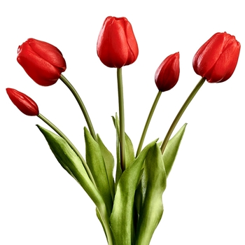 Tulip - Bundle X5 RED RT 18in - FBQ438-RD