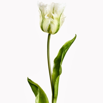 Tulip - Parrot - White / Green 20in RT - FST434-CR/GR