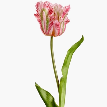 Tulip - Parrot - Pink/ Green 20in RT - FST434-PK