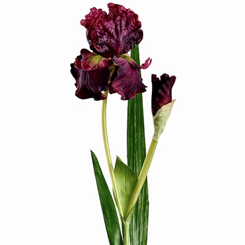 Iris - Bearded - Burgundy 37in  - FSI076-PL