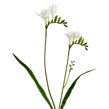 Freesia - White 2 Stem  24in - FSF129-CR