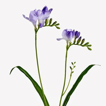 Freesia - Violet 2 Stem  24in - FSF129-LV