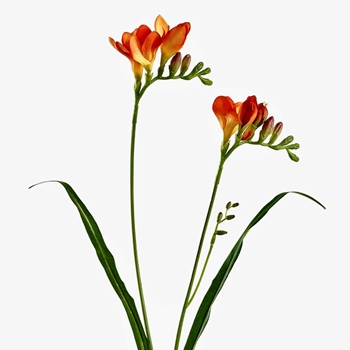 Freesia - Orange 2 Stem  24in - FSF129-OR