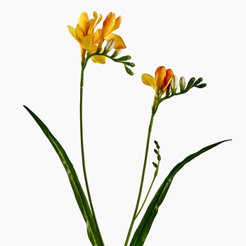 Freesia - Yellow 2 Stem  24in - FSF129-YE