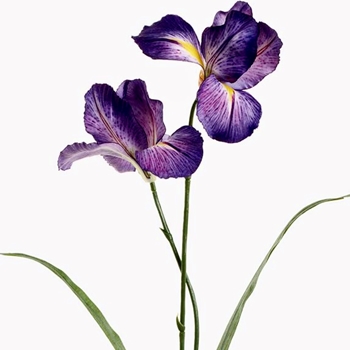 Iris - Wild Purple 22in - FSI526-PU