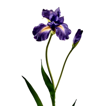 Iris -  Real Touch Purple 29in  FSI632-BL