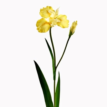 Iris -  Real Touch Yellow 29in  FSI632-YE