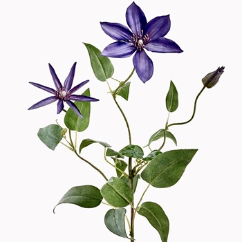 Clematis - Vine Pick 28in Blue - FSC504-BL