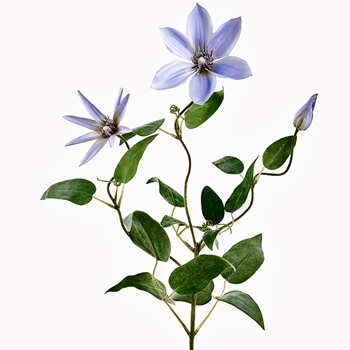 Clematis - Vine Pick 28in Violet - FSC504-PU