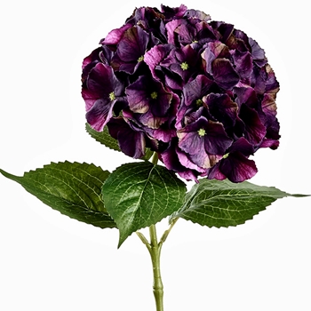 Hydrangea - DK Purple 33in - FSH602-PL