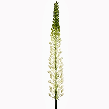 Foxtail - White/Green  29in  FSL168-CR/GR