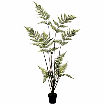 Fern - Woolly Plant Black Pot 58in LQF499-GR