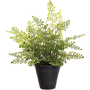 Fern - Maidenhair Plant Grey Cement Pot 18in LQF723-GR