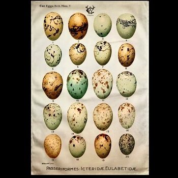 Tea Towel - Wanda Coyne 28x18in Antique Eggs