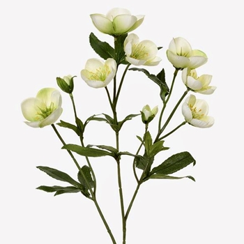 Helleborus - White 23in - Multi Stem XFS895-GR