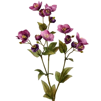 Helleborus - Violet 23in - FSH153-BB