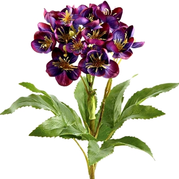 Helleborus - Purple - FSH050-PU