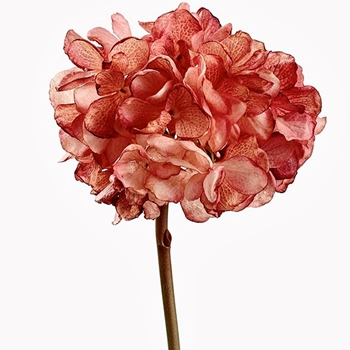 Hydrangea - Coral 24in - FSH297-MV/TT