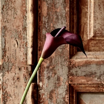 Calla Lily Stem Aubergine  - 26in