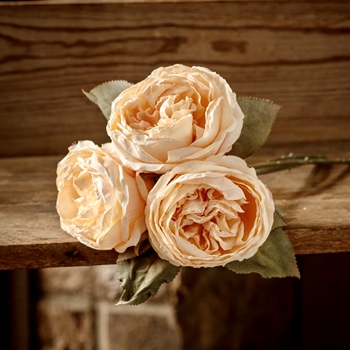Rose - Blush English Bouquet Dried 9x12in