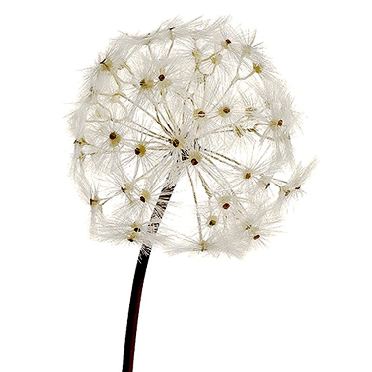 【dandelion☆様】専用ページ Chintz & Company - Decorative Furnishings - Dandelion Seed