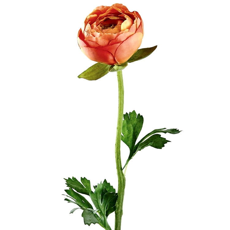 花 tianyanco 297045.jpg