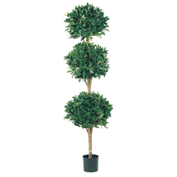 Bay Topiary Green Tree (3) 6ft