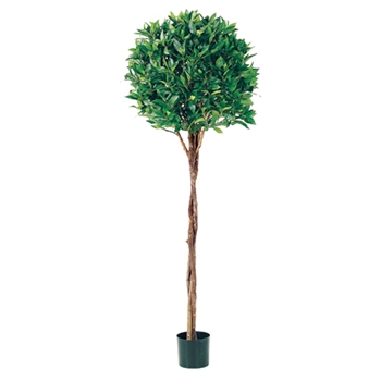 Bay Leaf - Topiary Tree 5ft - LPB035