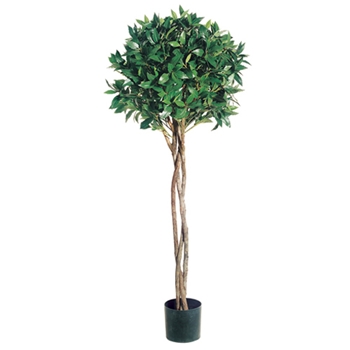 Bay Leaf - Topiary Tree 4ft - LPB034