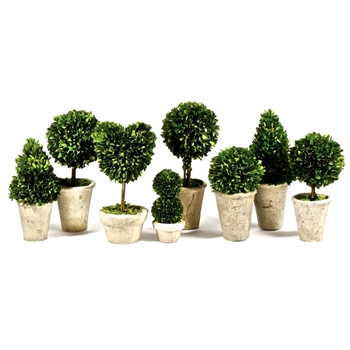 Boxwood Preserved - Topiary 10H-16H Asst