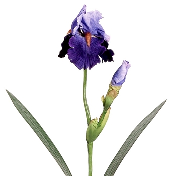 Iris - Bearded With Bud Purple Blue 28in - FSI320-PU/BL