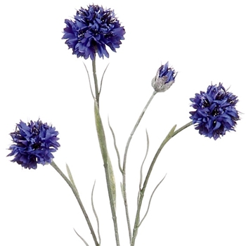 Cornflower - Cobalt Blue 24in - FSC304-BL