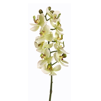 Orchid - Phalaenopsis Kiwi Violet 18in - HSO159-GR/VI