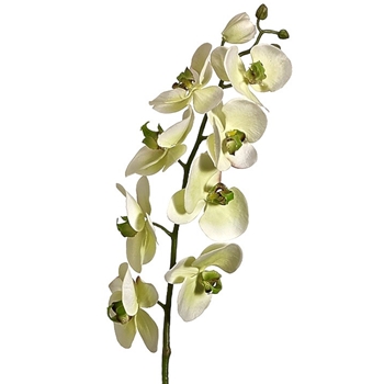 Orchid - Phalaenopsis Cream/BU/GR 30in - JTO103-GR/VI