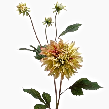 Dahlia - Chablis 37in With 3 Buds - HSD615-GR/PU