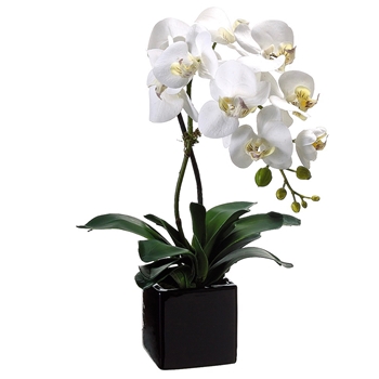 Phalaenopsis Orchid 20in