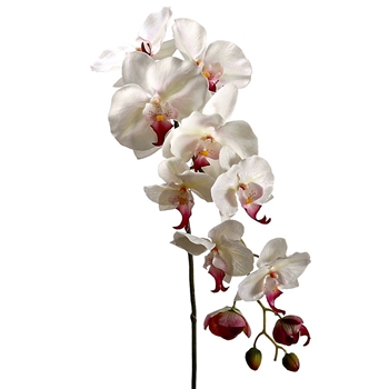 Orchid - Phalaenopsis Petal Pink Cascade 44in - HSO301-CR/RB