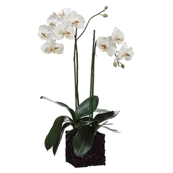 Phalaenopsis Orchid (Potted) 31in