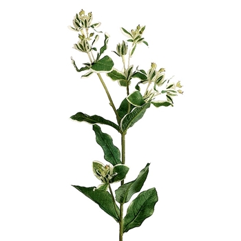 Euphorbia Leaf 27in