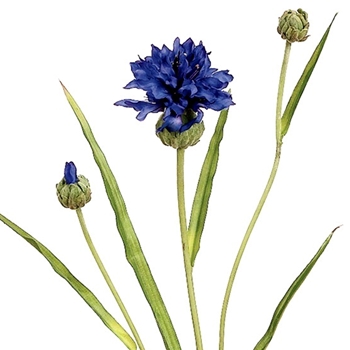 Cornflower - Cobalt Blue Dark 26in - HSC922-BL/DK