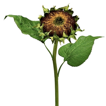 Sunflower 28in