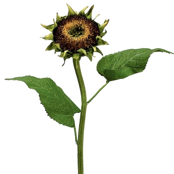 Sunflower - Green Brown 28in - FSS463-BR