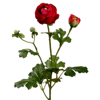 Ranunculus - 22in Ruby W/ Buds - FSR374-RO