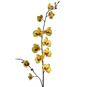Orchid - Phalaenopsis Mini Yellow, Kiwi  Burgundy 30in - FSO820-GR/BU