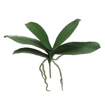 Orchid - Leaf Plant Phalaenopsis  5L 12in - HSO212-GR