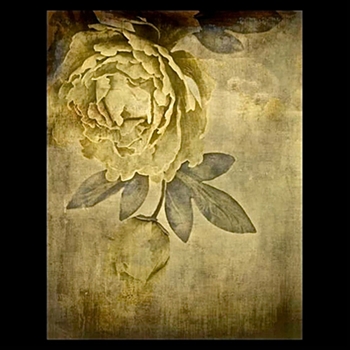 24W/31H Memoire Rose I Elena Carlie