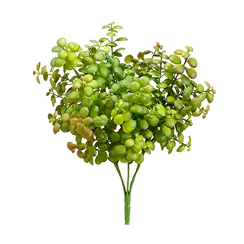 Succulent - Jade Bush Kiwi 12In - CM4681-GR/BU