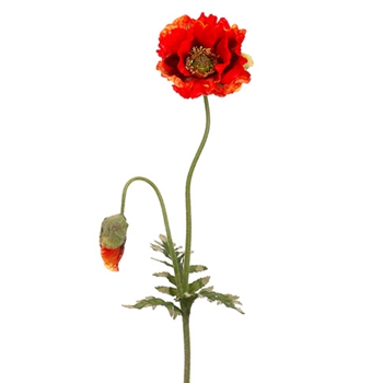 Poppy - Bud & Bloom Red 35in - HSP959-OR