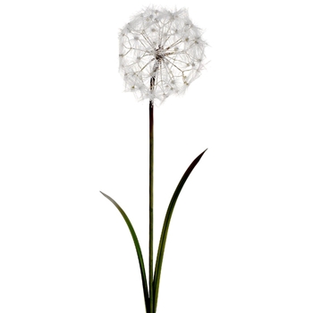 Dandelion Seed 48in