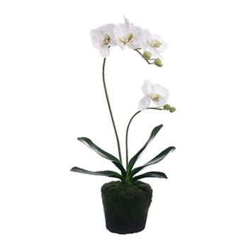 Phalaenopsis Orchid 24in
